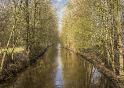 River amidst trees in forest