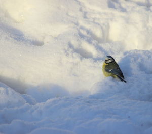 High angle view of bird on snow covered landscape