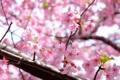 Close-up of pink cherry blossoms in spring