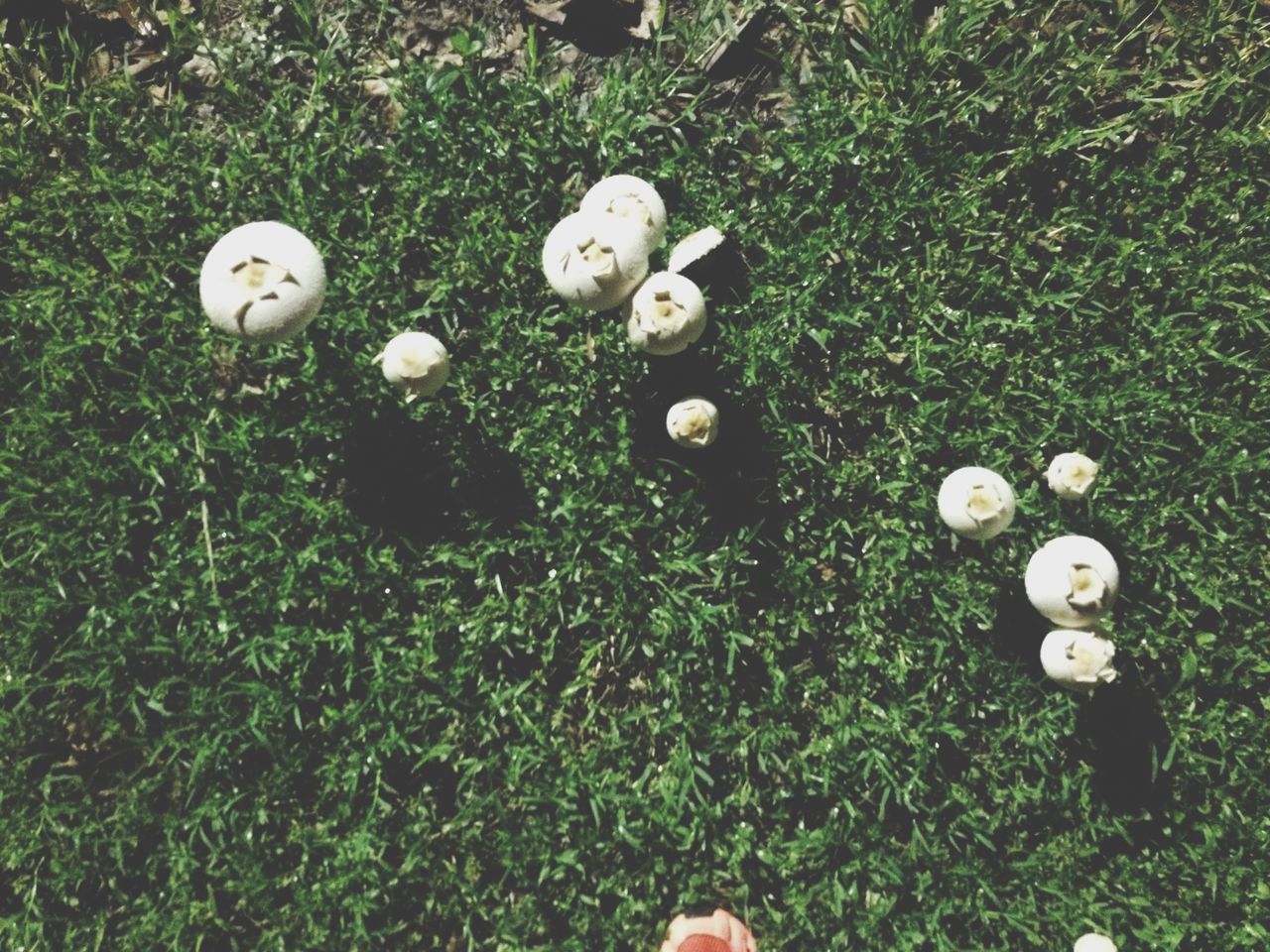 grass, field, white color, green color, growth, grassy, high angle view, mushroom, nature, fungus, plant, beauty in nature, day, outdoors, no people, white, freshness, fragility, close-up, flower