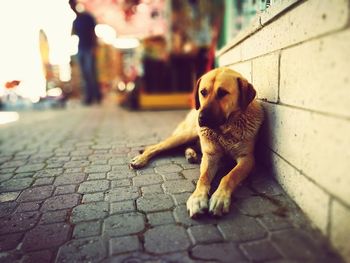 Stray dog relaxing by wall on footpath