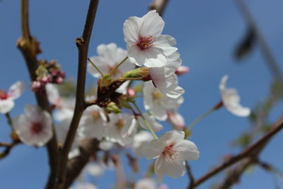 Close-up of white flowers on branch