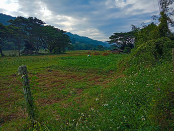 Scenic view of field against sky