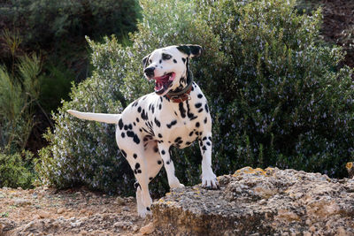 Dalmatian dog standing on rock against trees