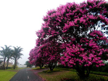 Pink flowers growing on tree