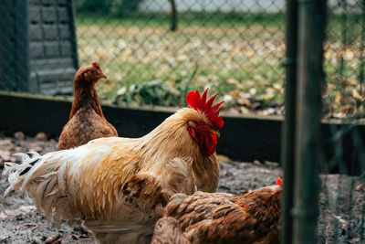 Chicken in their muddy yard. hen, rooster, farm animals.