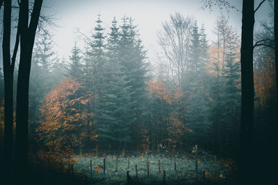 Trees in forest during winter