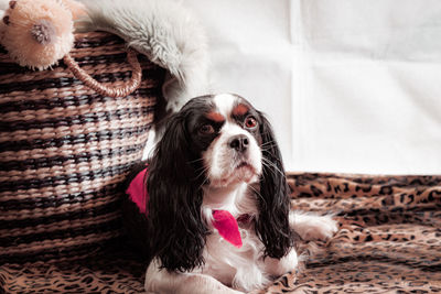 Portrait of dog relaxing on bed