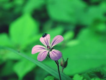 Close-up of purple flowering plant