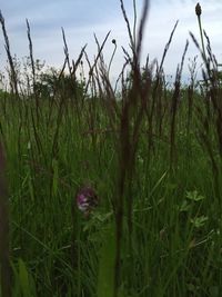 Scenic view of grassy field against sky