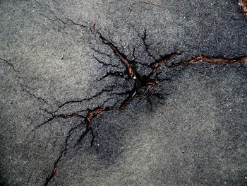 Close-up of insect on tree