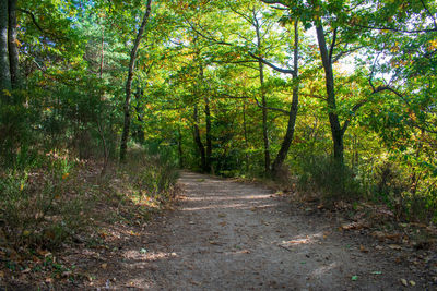 Road amidst trees in forest