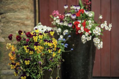 Close-up of fresh flowers blooming in plant