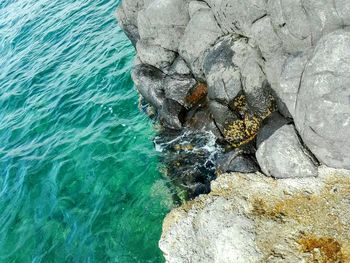 Close-up of turtle on rock by sea