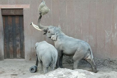 Elephant in a row