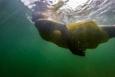 Fish swimming in sea