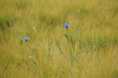 Close-up of purple flowering plant on field