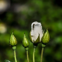 Close-up of rose bud