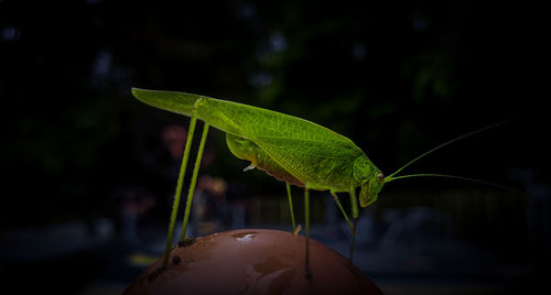 Close-up of insect on leaf