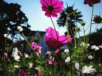 Close-up of pink cosmos flowers growing on field