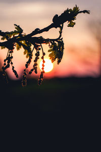 Close-up of silhouette plant against sky during sunset