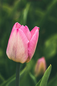 Close-up of pink tulip