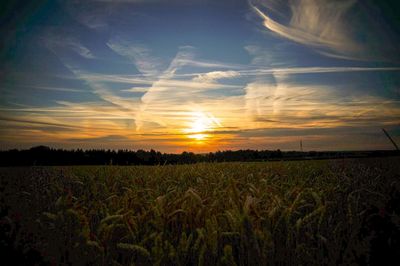 Scenic view of agricultural field against sky during sunset