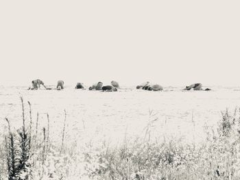 Scenic view of field against clear sky during winter