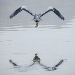 Heron flying over a water