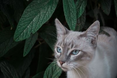 Close-up portrait of a cat