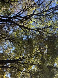 Low angle view of trees against sky