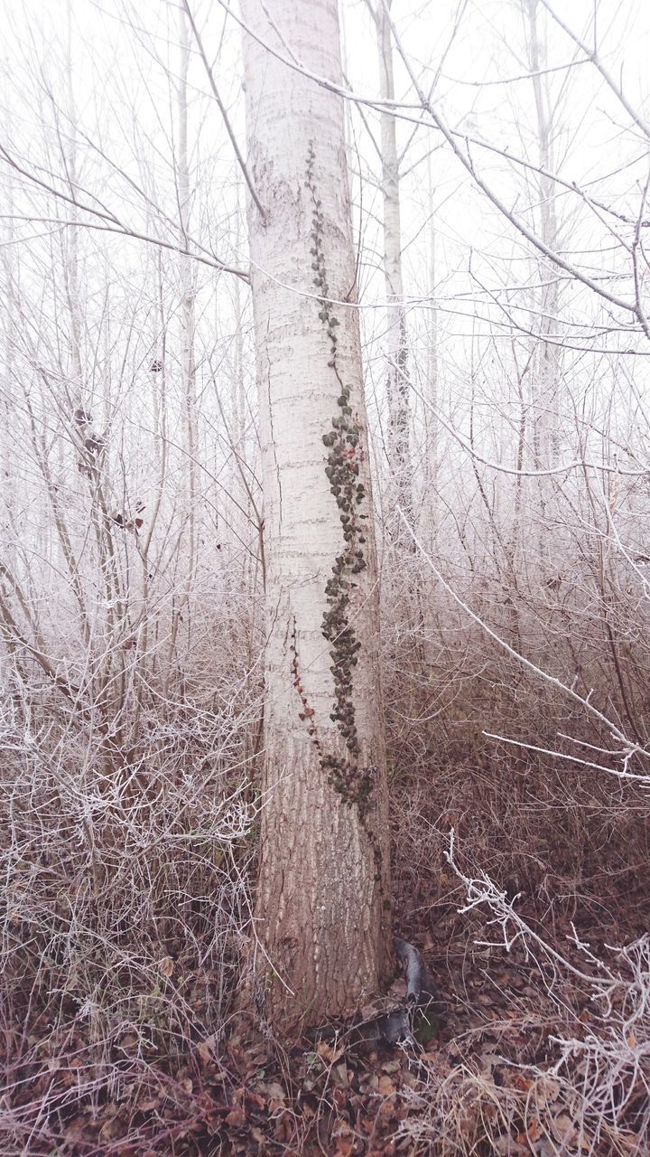 tree, bare tree, forest, land, tranquility, plant, nature, trunk, no people, tree trunk, branch, day, beauty in nature, woodland, scenics - nature, fog, outdoors, tranquil scene, winter, dead plant