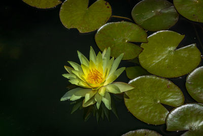 Close-up of lotus water lily in pond