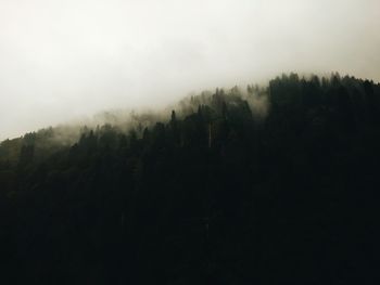 Silhouette trees in forest against sky during foggy weather