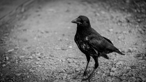 Close-up of a crow