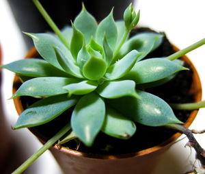 Close-up of succulent plant