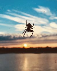 Close-up of spider in the sunset