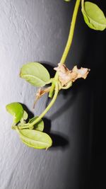 Close-up of flower on table against wall