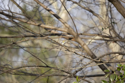 Close-up of a bare tree