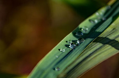 Close-up of water drops on metal