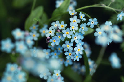 Close-up of flowering plant