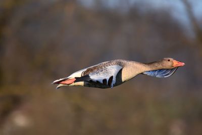 Close-up of a goose flying