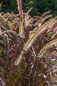 Close-up of stalks in field