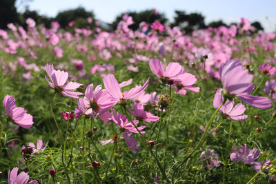 Close-up of pink flowering plants on field