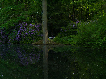 Flowers and trees in water