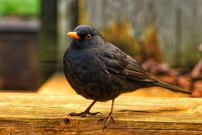 Close-up of blackbird perching on wood