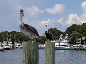 Seagulls perching on wooden post in lake against sky