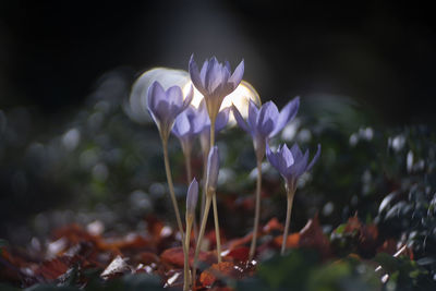 Close-up of purple crocus flowers on field