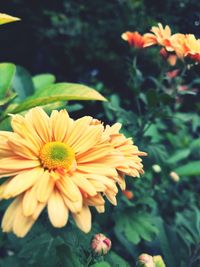 Close-up of yellow flowering plant