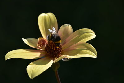 Close-up of yellow flower against black background